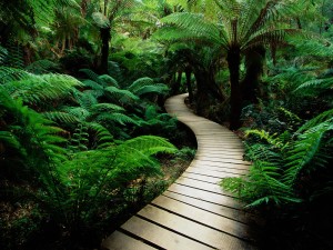 Nature Path
