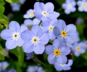 forget-me-nots-small
