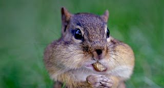 squirrel stuffed cheeks