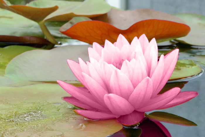 Love Yourself – You Are Enough